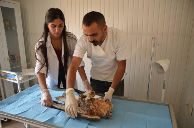 Hakkari'de veteriner hekim yabani hayvanlara şifa dağıtıyor